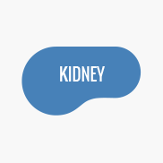 Pool Shape - Kidney
